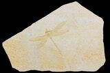 Fossil Dragonfly (Cymatophlebia?) - Solnhofen Limestone #169835-1